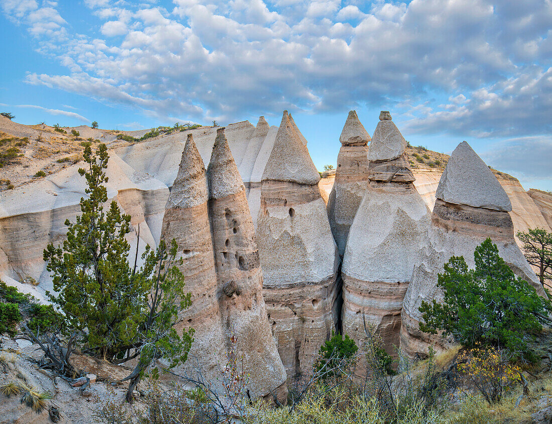 Ponderosa Pine (Pinus ponderosa) tree and eroded rock formation, Kasha-Katuwe Tent Rocks National Monument, New Mexico