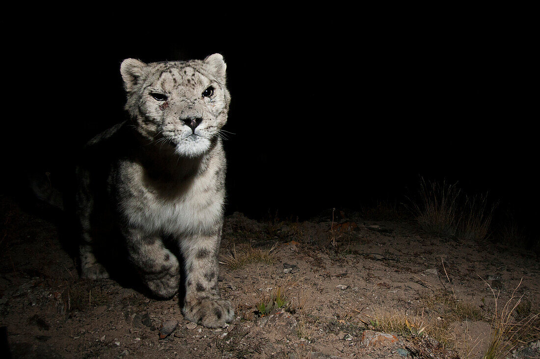 Snow Leopard (Panthera uncia), wild male at night, Sarychat-Ertash Strict Nature Reserve, Tien Shan Mountains, eastern Kyrgyzstan