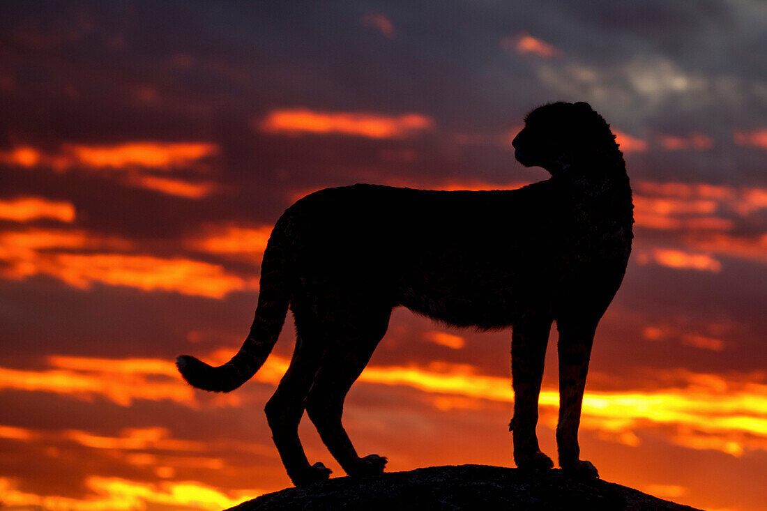 Cheetah (Acinonyx jubatus) female at sunset, native to Africa and Asia