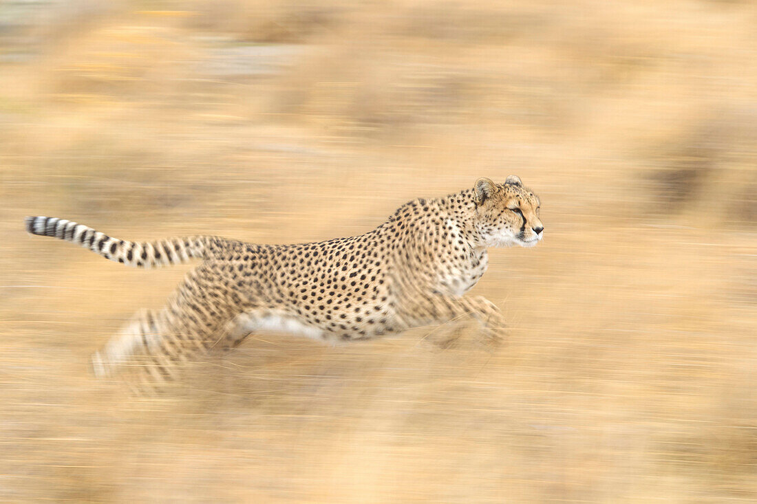 Cheetah (Acinonyx jubatus) female running, native to Africa and Asia