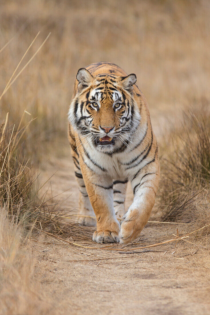 Tiger (Panthera tigris) male, native to Asia