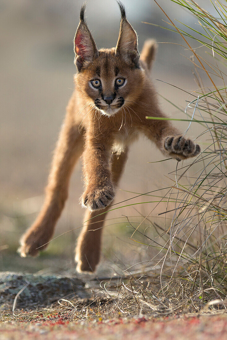 Caracal (Caracal caracal) cub jumping, native to Africa and Asia