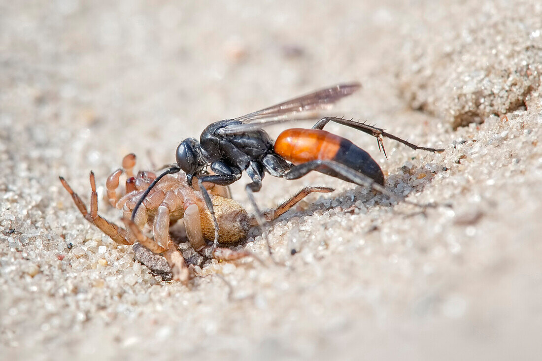 Spider Wasp (Anoplius infuscatus) dragging paralysed spider prey, Saxony-Anhalt, Germany