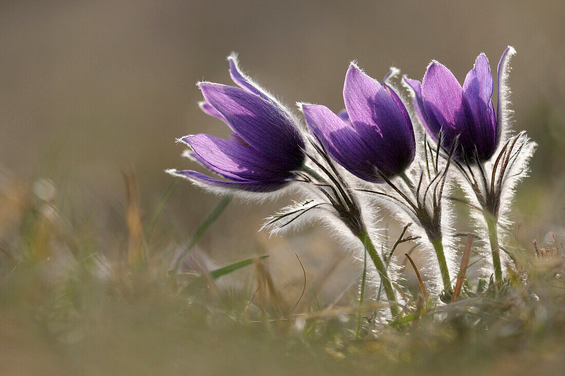 Blühendes Dane's Blood (Pulsatilla vulgaris), Nordrhein-Westfalen, Deutschland