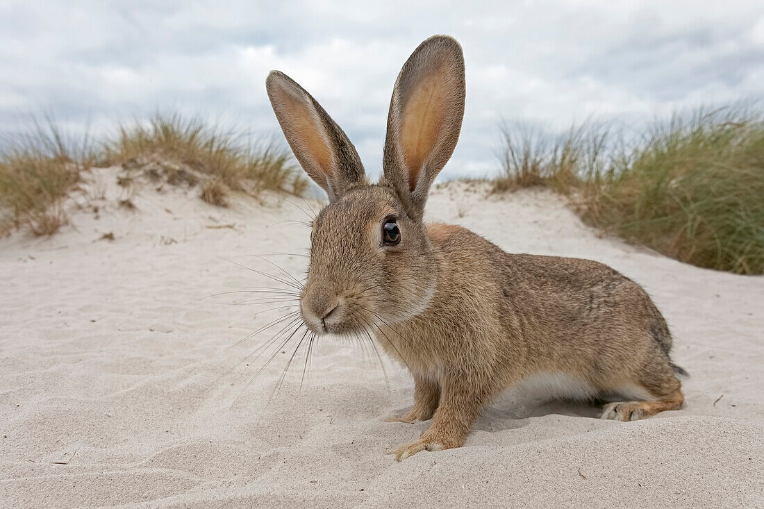 European Rabbit (Oryctolagus cuniculus) in sand dunes, Mecklenburg-Vorpommern, Germany