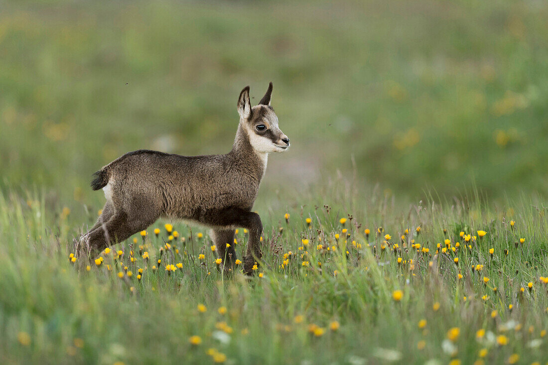 Chamois (Rupicapra rupicapra) fawn in meadow, France