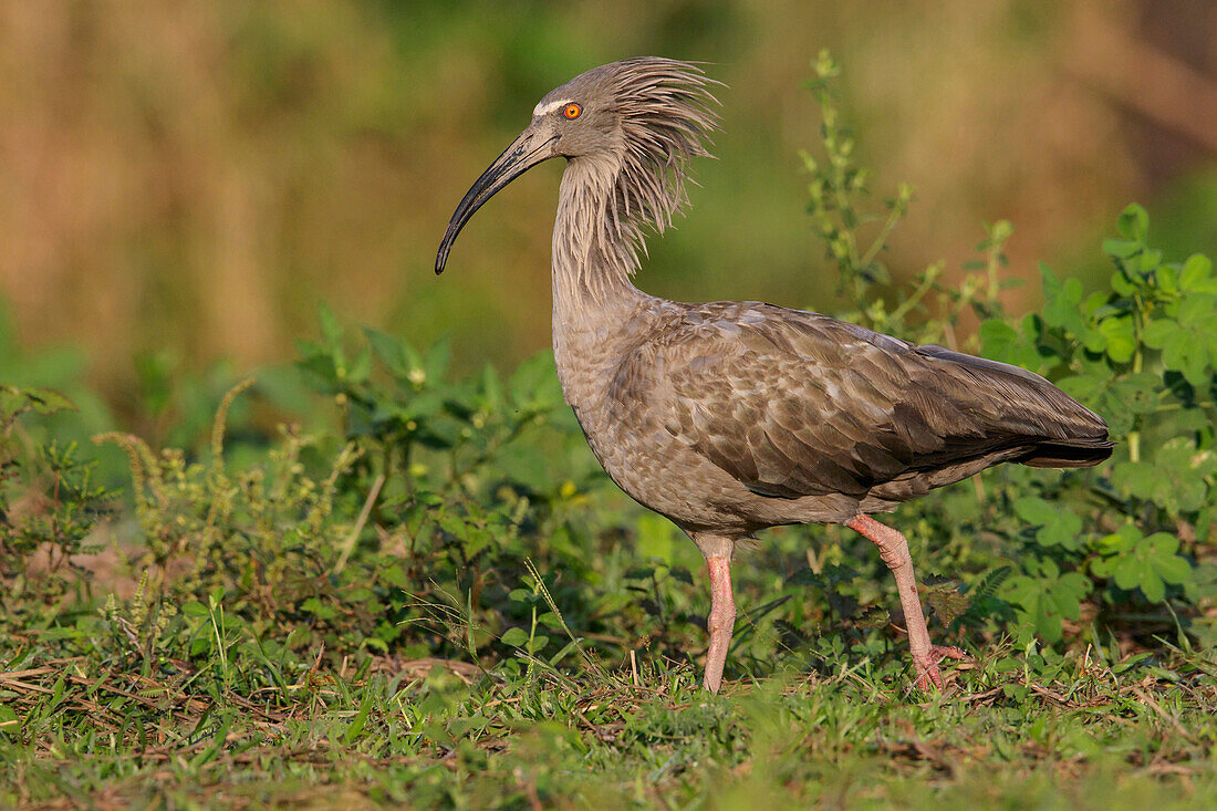 Plumbeous Ibis (Theristicus caerulescens), Pantanal, Brazil