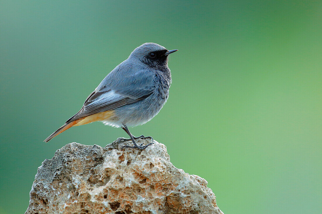 Black Redstart (Phoenicurus ochruros) male, Cadiz, Spain