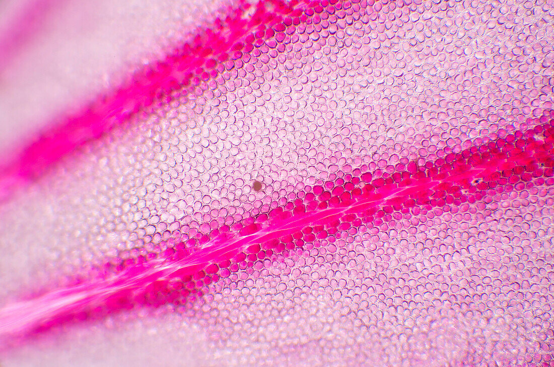 Storksbill (Erodium x variabile) chromoplasts on petal, magnified 100x