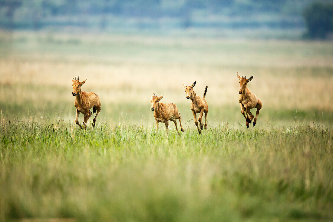 Common Hartebeest (Alcelaphus buselaphus) calves playing, Rietvlei Nature Reserve, South Africa