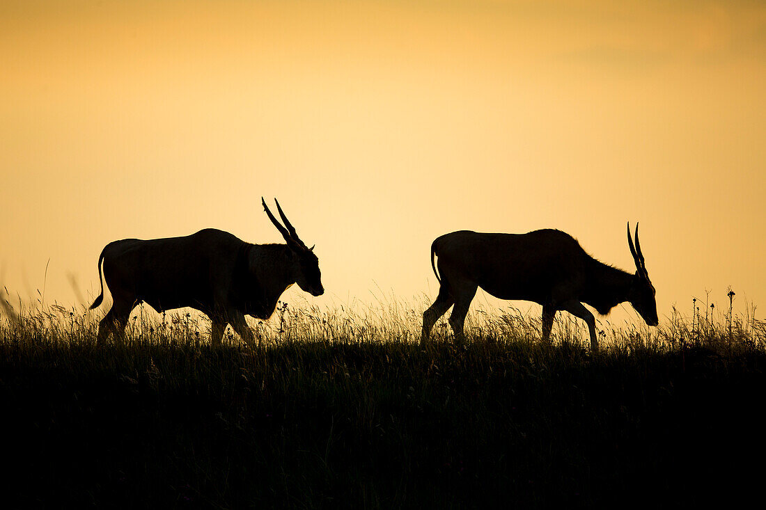 Eland (Taurotragus oryx) male and female at sunset, Rietvlei Nature Reserve, South Africa