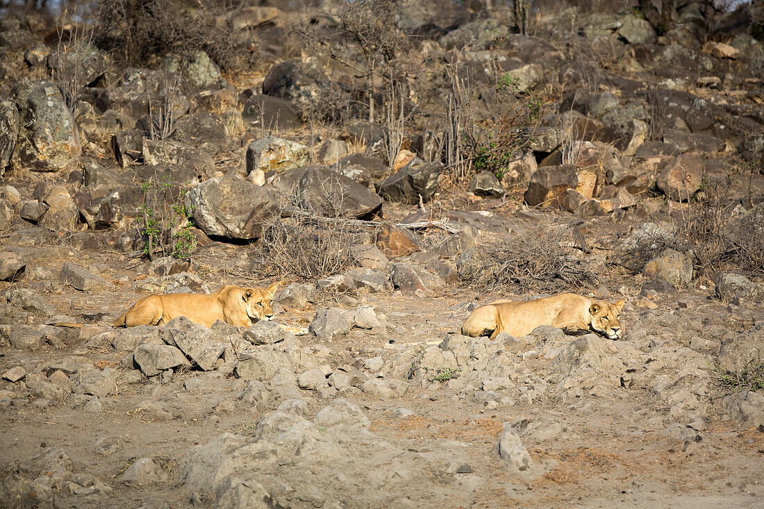 African Lion (Panthera leo) females stalking Cape Buffalo (Syncerus caffer), Kruger National Park, South Africa, sequence 1 of 17