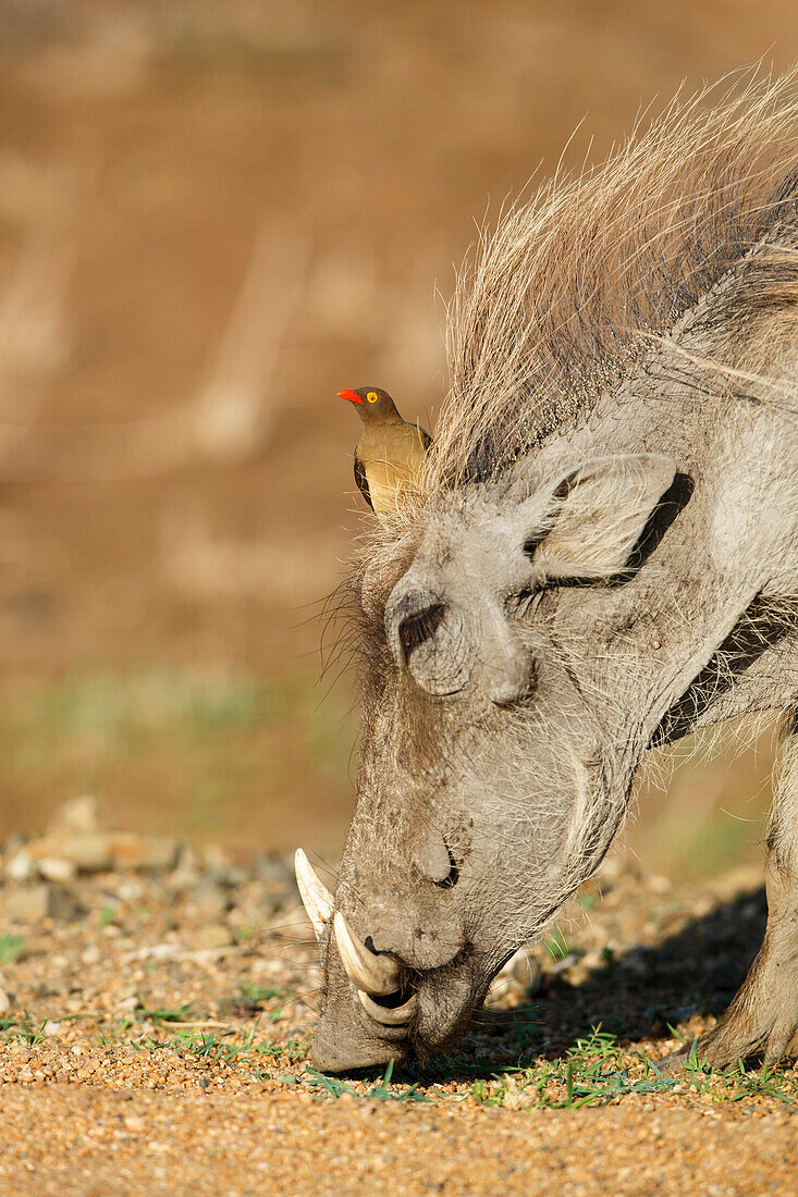 Warthog (Phacochoerus africanus) with Red-billed Oxpecker (Buphagus erythrorhynchus), Kruger National Park, South Africa