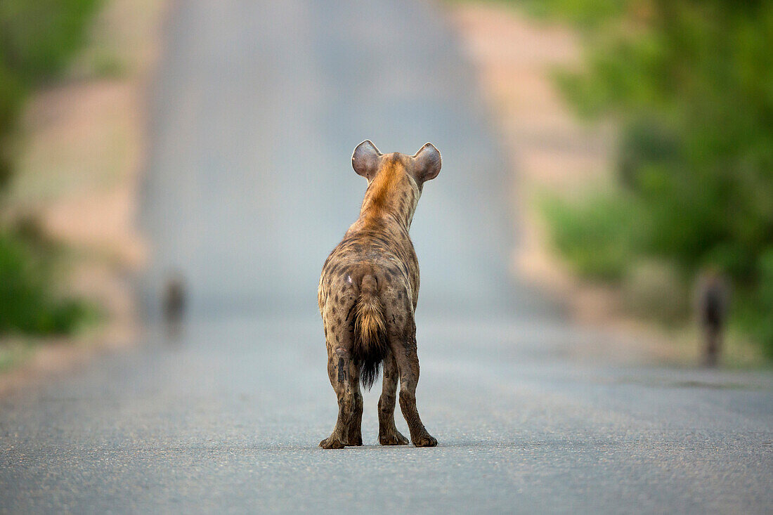 Spotted Hyena (Crocuta crocuta) on road, Kruger National Park, South Africa