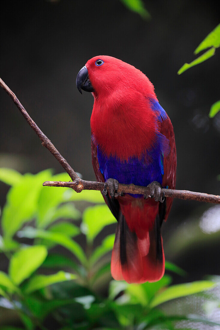 Eclectus Parrot (Eclectus roratus) female, Singapore Zoo, Singapore