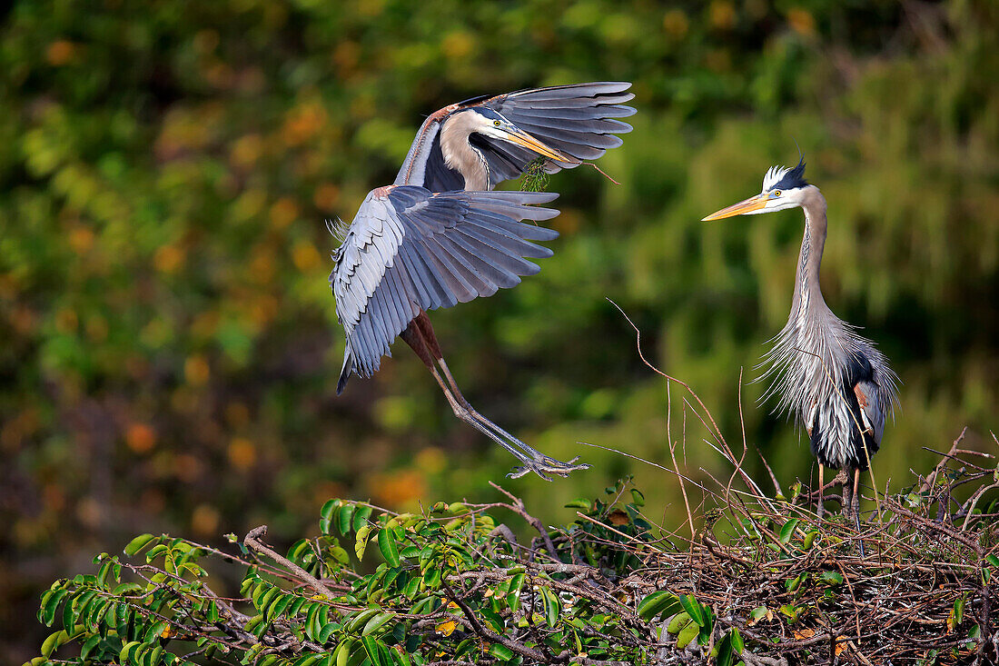 Great Blue Heron (Ardea herodias) landing with nesting material, Wakodahatchee Wetlands, Florida. Sequence 2 of 3