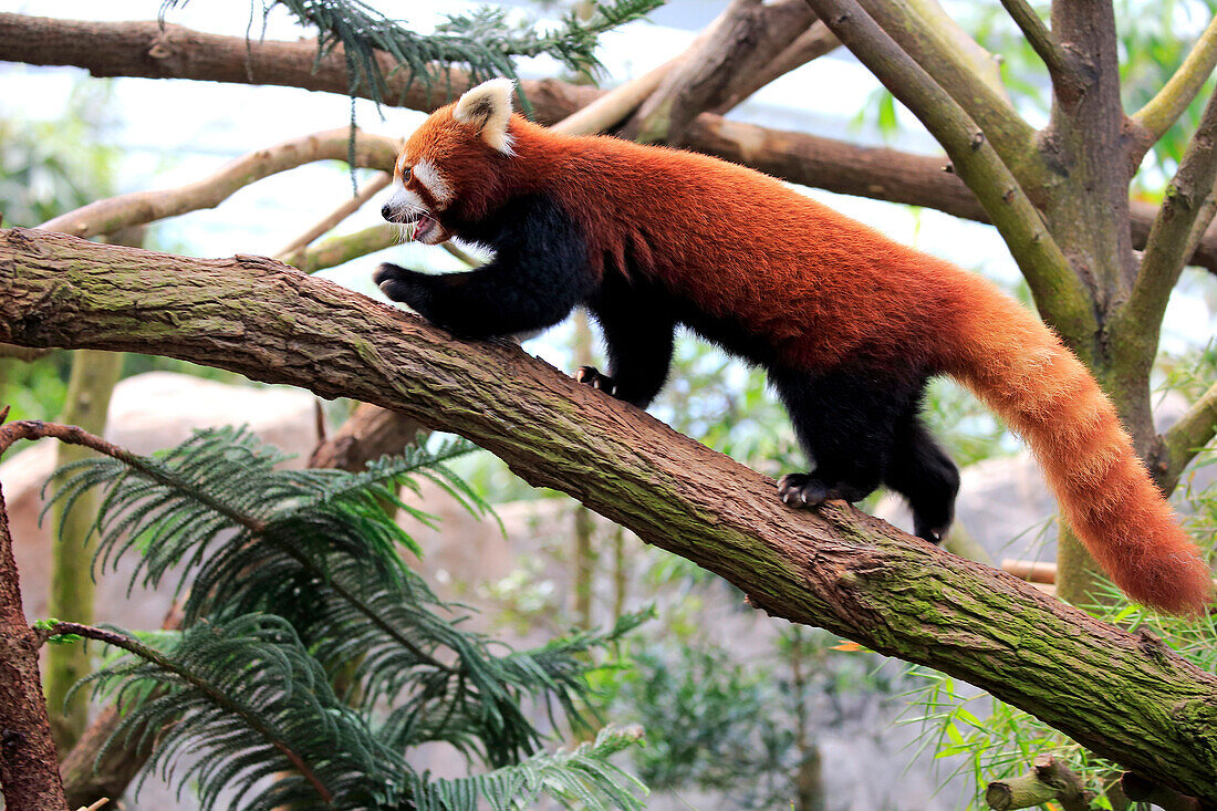 Lesser Panda (Ailurus fulgens) climbing tree, Singapore Zoo, Singapore