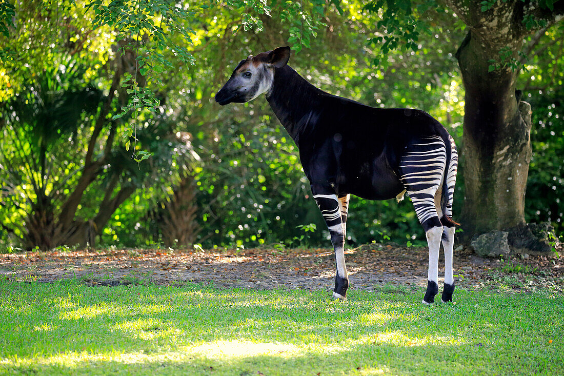 Okapi (Okapia johnstoni), Singapore Zoo, Singapore