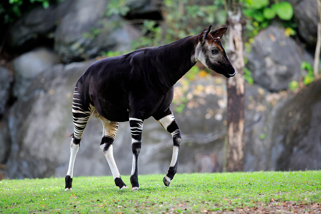 Okapi (Okapia johnstoni), Singapore Zoo, Singapore