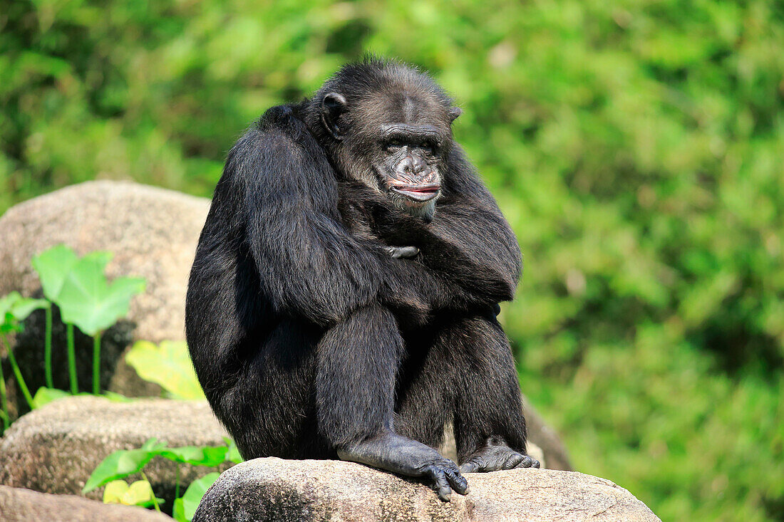 Chimpanzee (Pan troglodytes) male, Singapore Zoo, Singapore