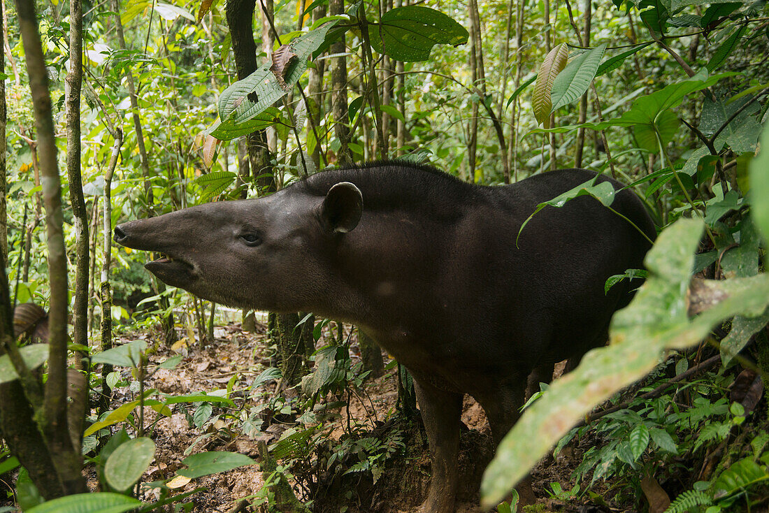 Brazilian Tapir (Tapirus terrestris) in rainforest, Ecuador