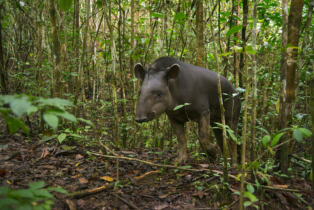 Brazilian Tapir (Tapirus terrestris) in rainforest, Ecuador