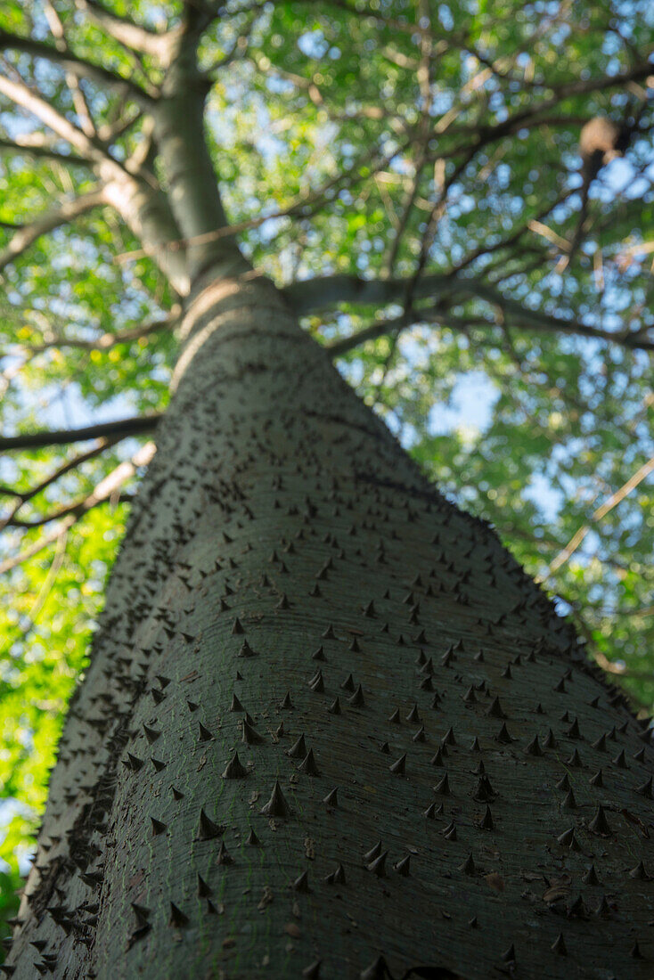 Kapok (Ceiba sp) tree with defensive spines, Ecuador