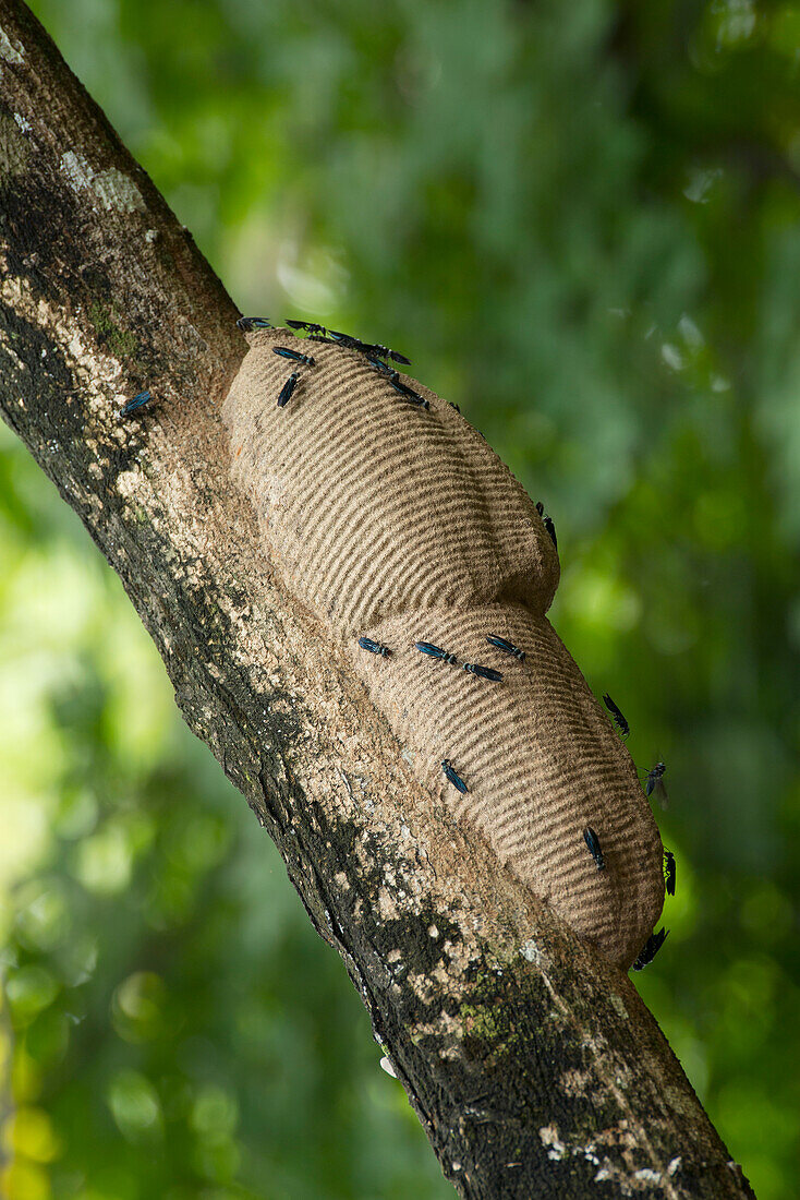 Wasp (Vespidae) nest, Ecuador