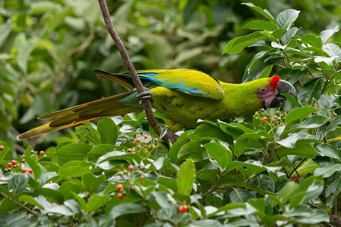 Great Green Macaw (Ara ambigua) feeding on berries, Ecuador