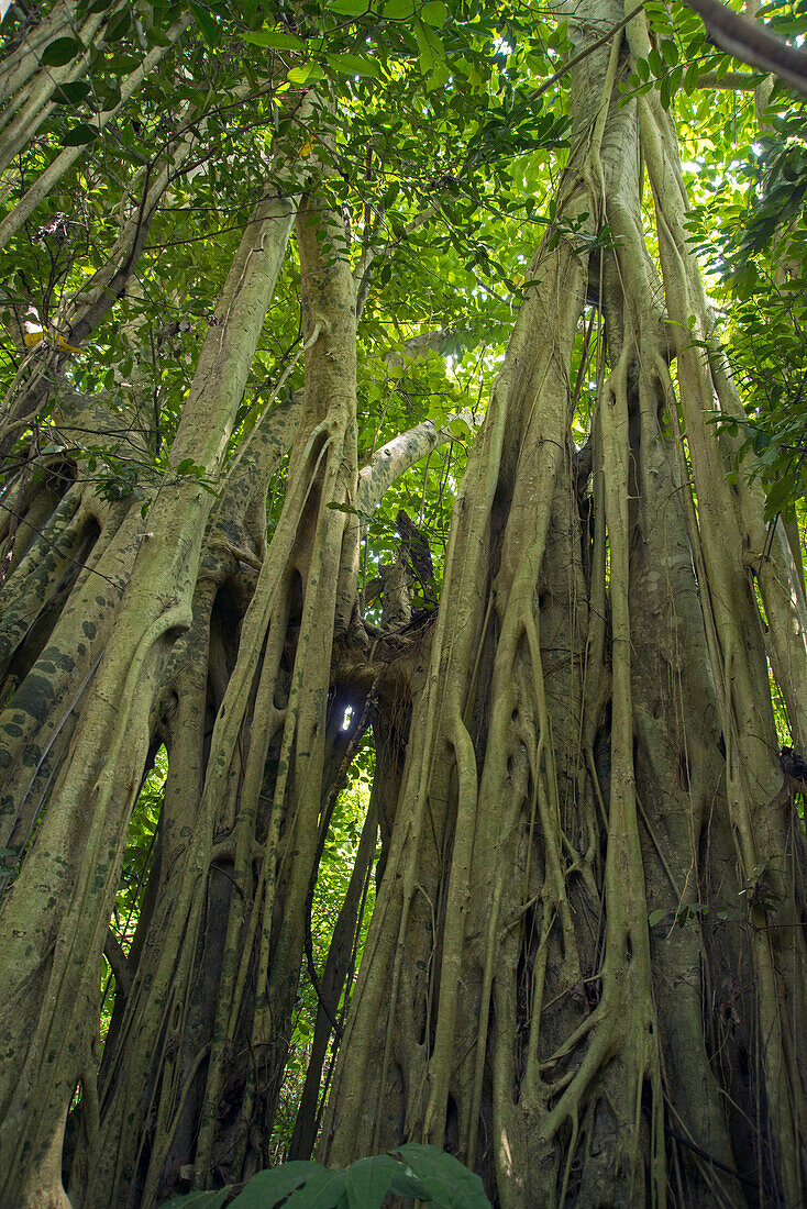 Fig (Ficus sp) trees strangling host trees, Ecuador