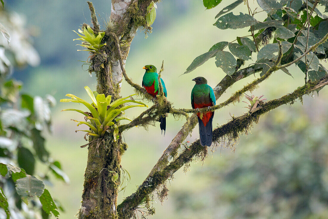 Golden-headed Quetzal (Pharomachrus auriceps) male and female, Ecuador