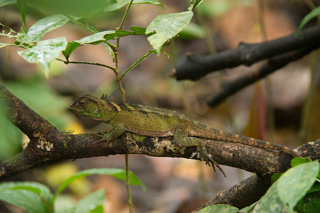 Anolis Lizard (Anolis sp), Amazon, Ecuador