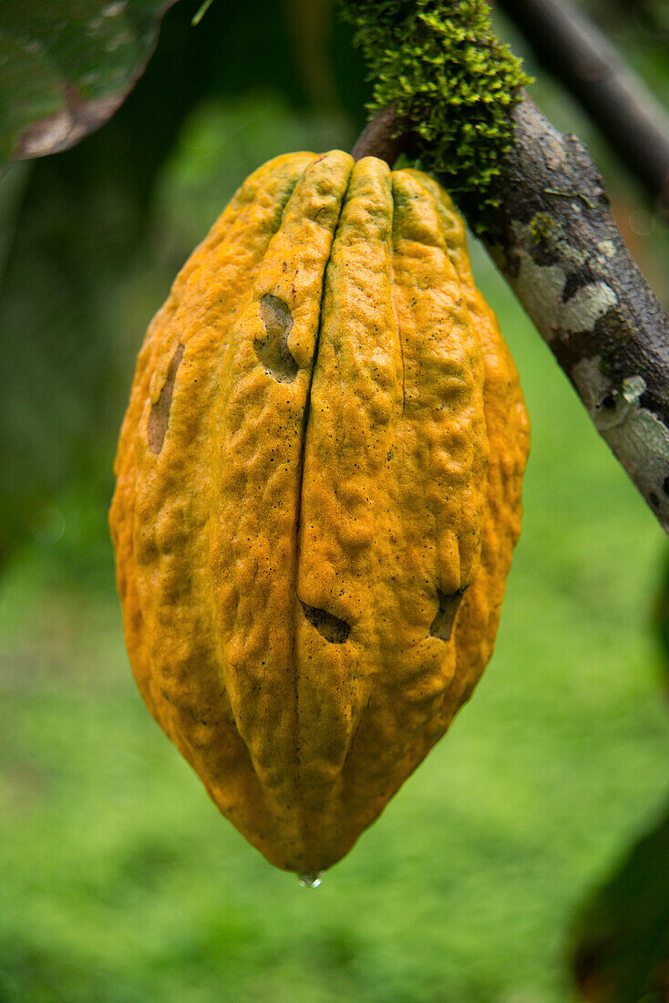 Cocoa (Theobroma cacao) fruit, Ecuador