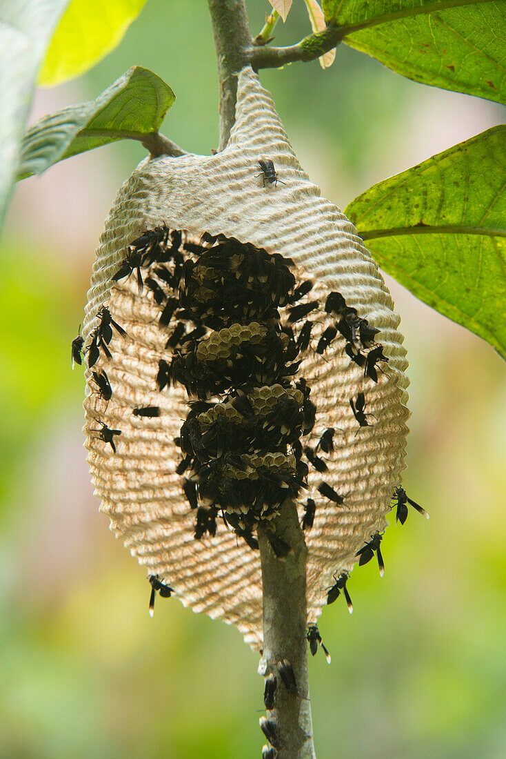 Wasp (Vespidae) group at nest, Choco Rainforest, Ecuador