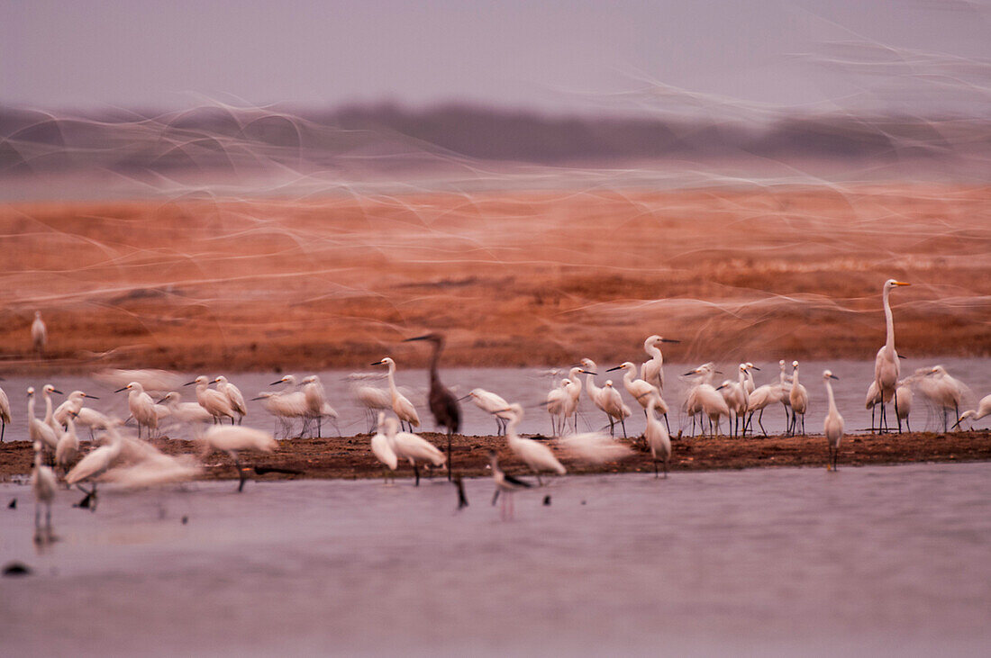 Snowy Egret (Egretta thula) and Great Egret (Ardea alba) flock in wetland, Amazon, Ecuador