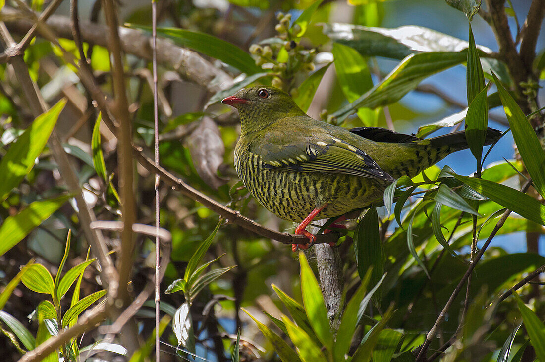 Barred Fruiteater (Pipreola arcuata) … – Bild kaufen – 71215289 lookphotos