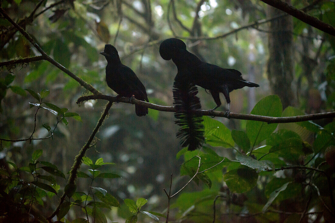 Long-wattled Umbrellabird (Cephalopterus penduliger) male courting female at lek, Choco Rainforest, Ecuador. Sequence 1 of 3