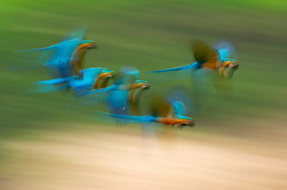 Blue and Yellow Macaw (Ara ararauna) group flying, Ecuador