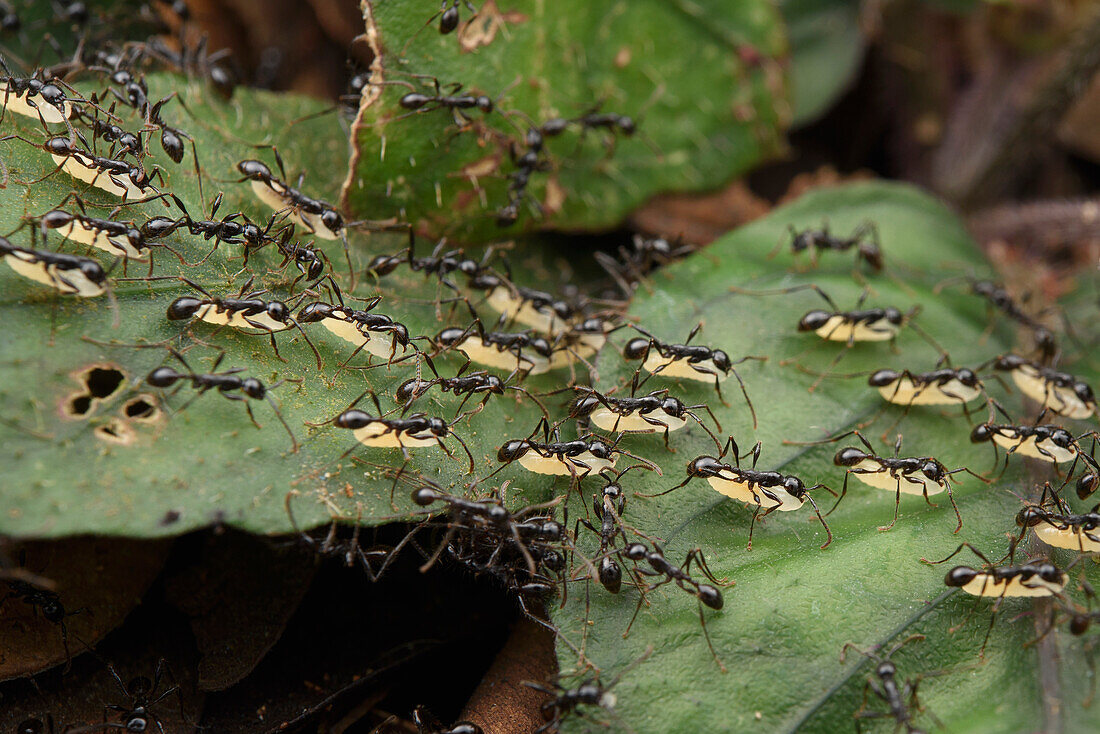Army Ant (Aenictus sp) workers carrying larvae to new colony, Kuching, Sarawak, Borneo, Malaysia