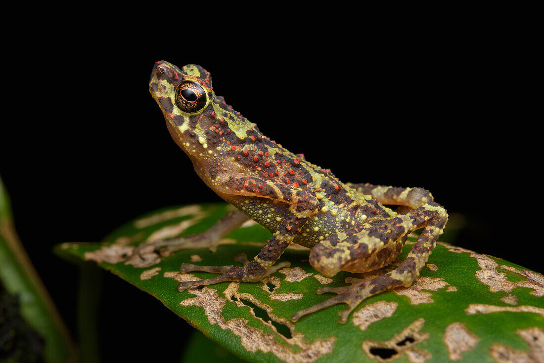 Bornean Rainbow Toad (Ansonia latidisca), unseen since 1924 it was rediscovered in 2011, Gunung Penrissen, Sarawak, Borneo, Malaysia