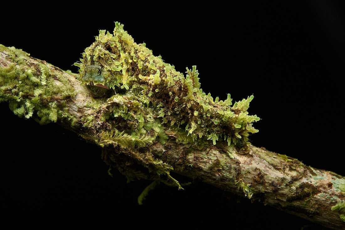 Caterpillar with moss-like camouflage, Arfak Mountains, New Guinea, Indonesia