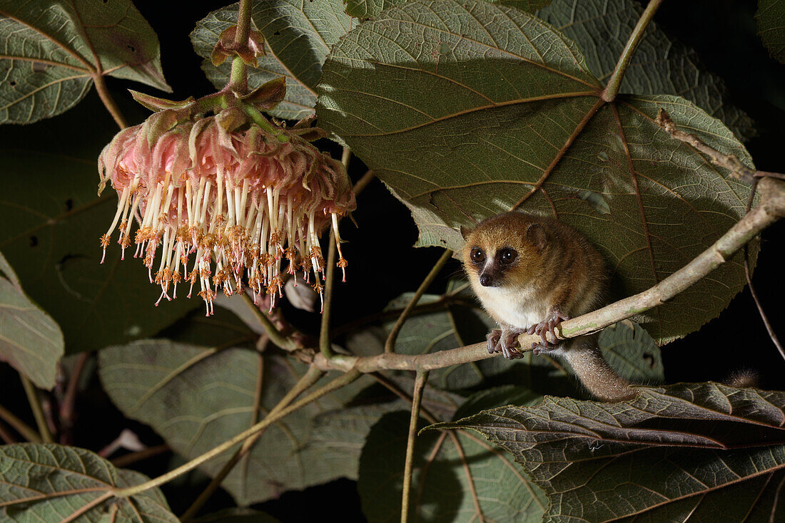 Goodman's Mouse Lemur (Microcebus lehilahytsara) approaching flowers to feed on flower nectar, Andasibe-Mantadia National Park, Madagascar