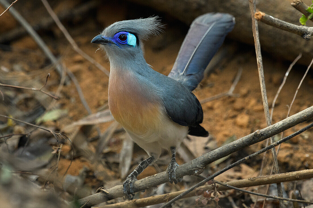 Crested Coua (Coua cristata), Kirindy Forest, Morondava, Madagascar