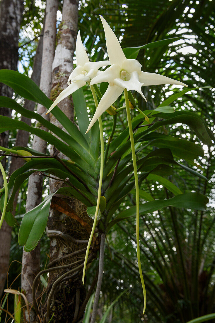 Comet Orchid (Angraecum sesquipedale) flowers, Canal des Pangalanes, Madagascar