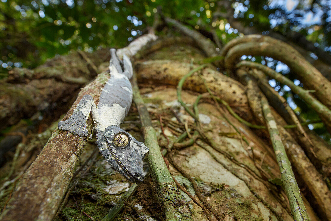 Common Flat-tail Gecko (Uroplatus fimbriatus) on tree, Marojejy National Park, Madagascar
