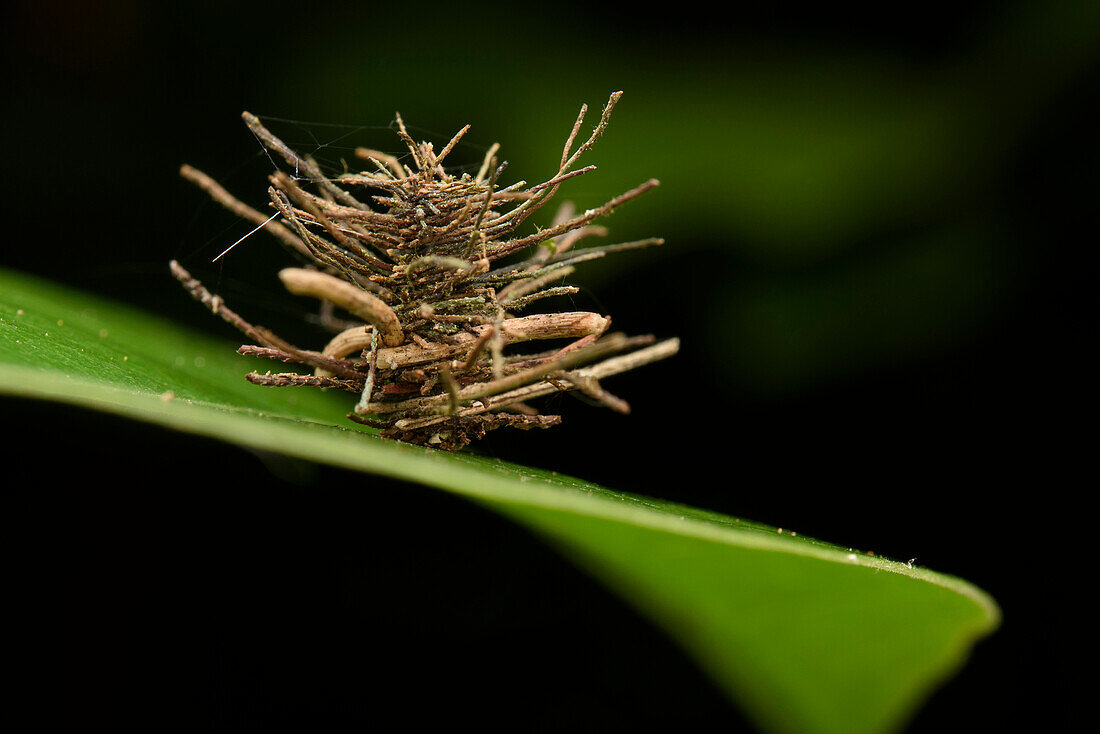 Bagworm Moth (Psychidae) caterpillar carrying camouflage material, Ranomafana National Park, Madagascar