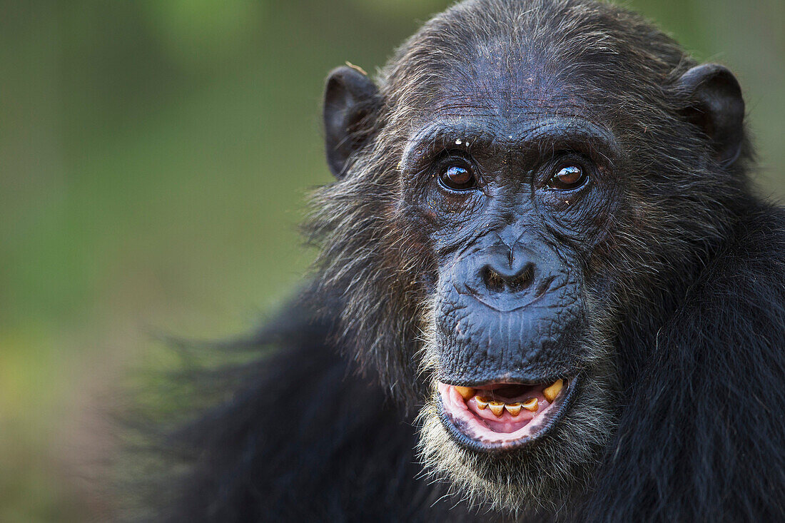 Eastern Chimpanzee (Pan troglodytes schweinfurthii) male, thirty-six years old, Gombe National Park, Tanzania