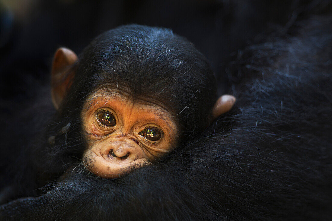 Eastern Chimpanzee (Pan troglodytes schweinfurthii) young female, three months old, Gombe National Park, Tanzania