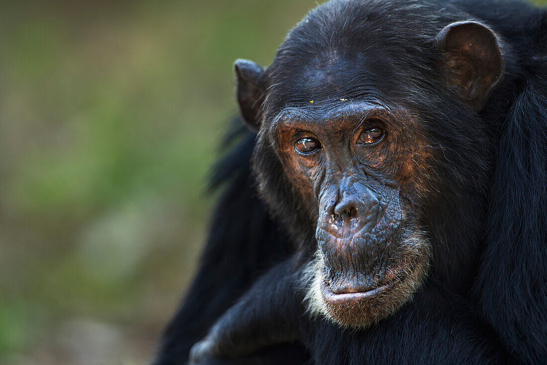 Eastern Chimpanzee (Pan troglodytes schweinfurthii) male, fourty-one years old, Gombe National Park, Tanzania