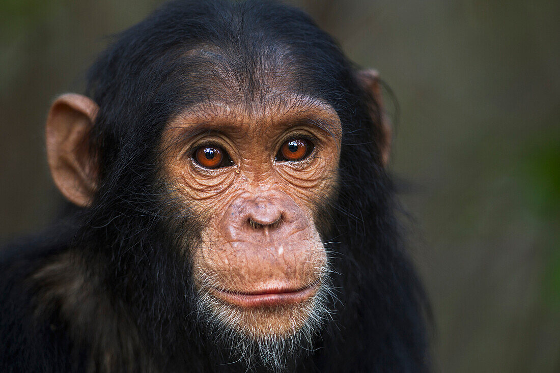 Eastern Chimpanzee (Pan troglodytes schweinfurthii) young female, four years old, Gombe National Park, Tanzania